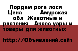 Пордам рога лося › Цена ­ 500 - Амурская обл. Животные и растения » Аксесcуары и товары для животных   